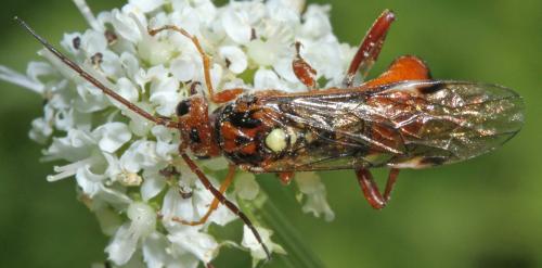 Réf. 323 728 : Tenthredopsis nassata